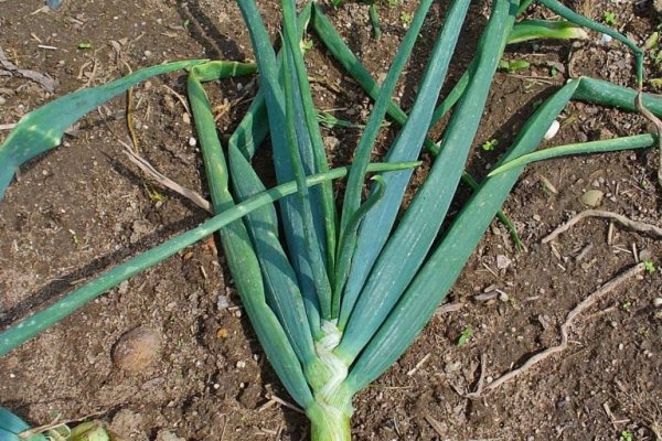 Kraken ссылка onion 2kmp